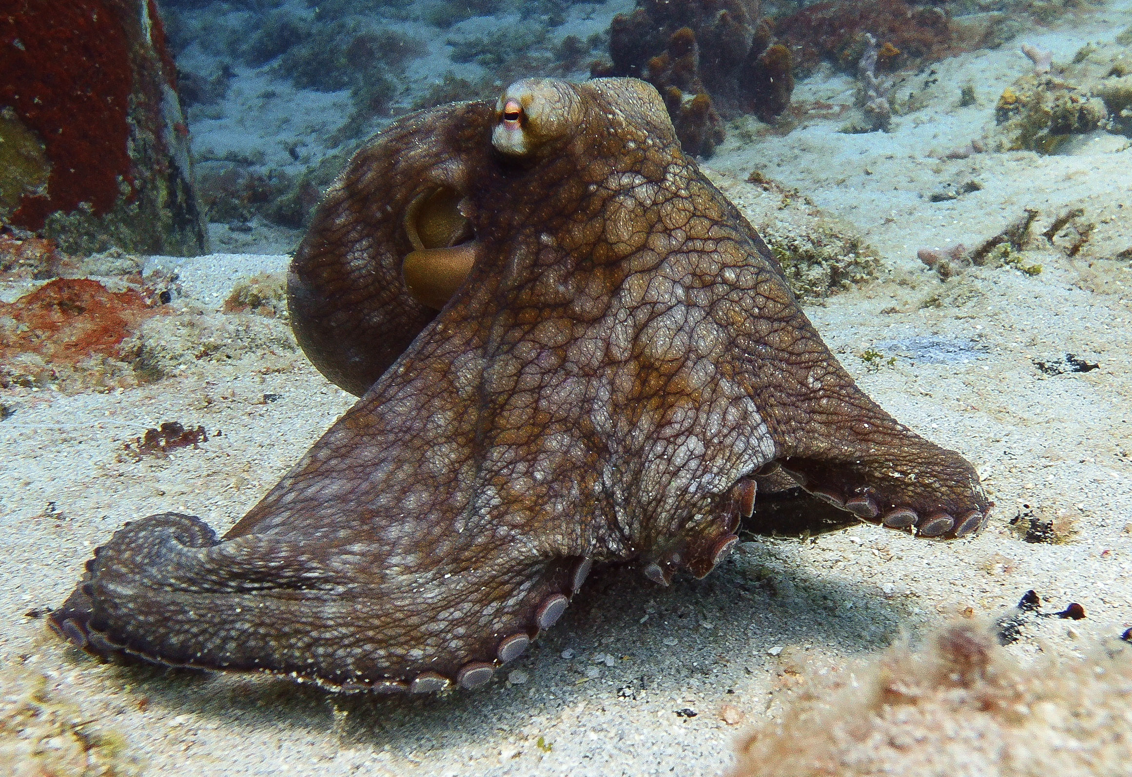 Octopus